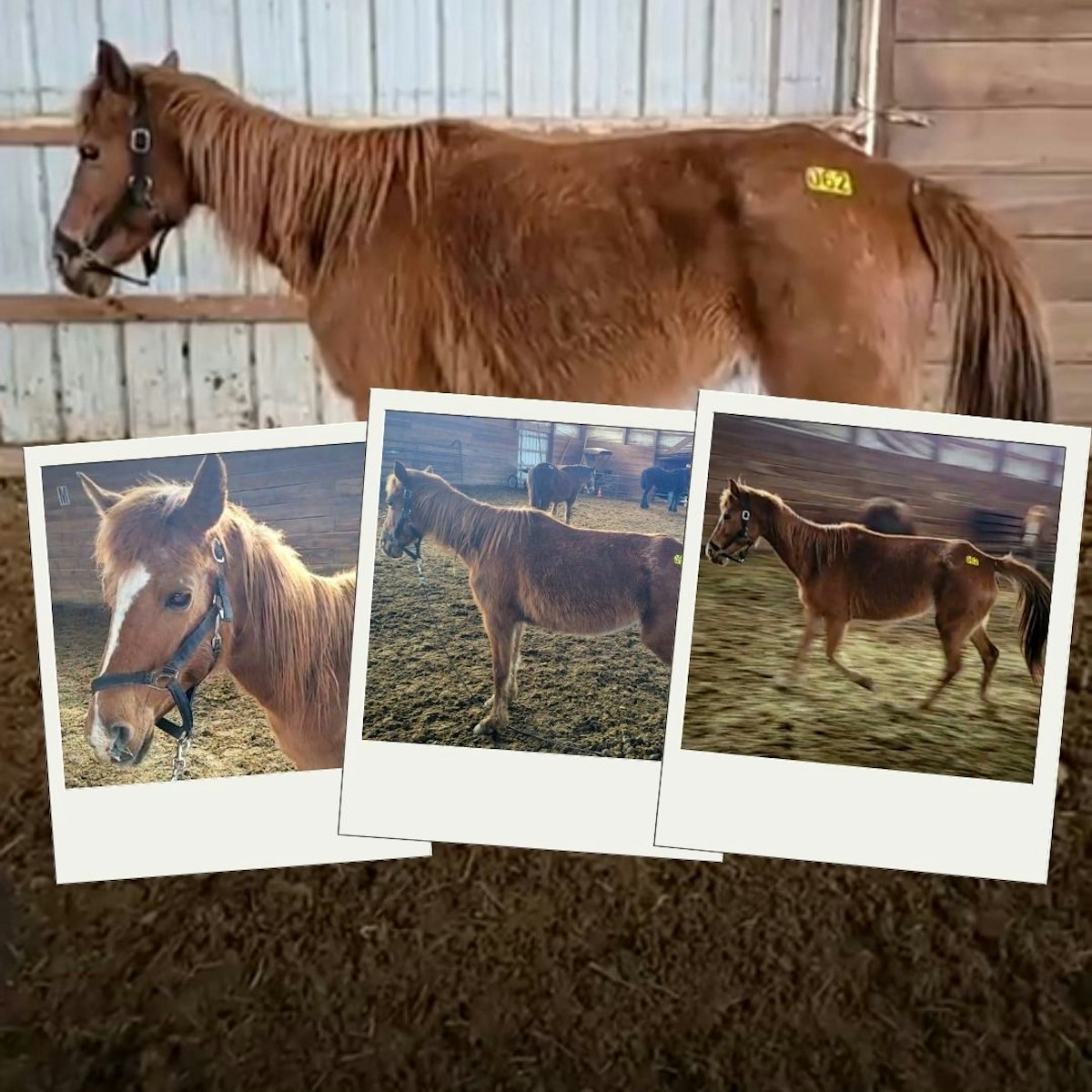 Pony Up Rescue Collective Chestnut Pony 062